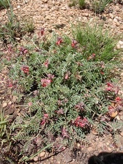 Indigofera oxytropis