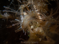 Stylocheilus polyomma