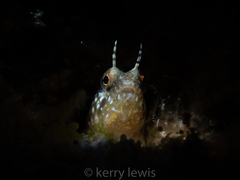 Emblemaria pandionis