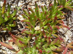 Lampranthus spectabilis