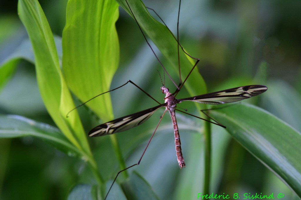 Tipula furca