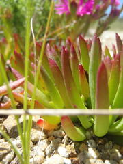 Lampranthus spectabilis