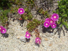 Lampranthus spectabilis
