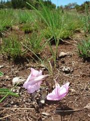 Ipomoea bolusiana