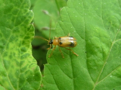 Phyllobrotica quadrimaculata