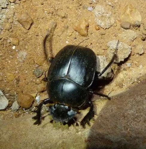 Scarabaeus zambesianus