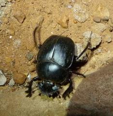 Scarabaeus zambesianus