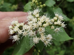 Ageratina herbacea