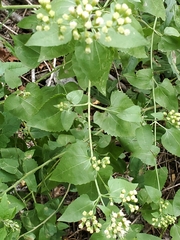 Ageratina herbacea