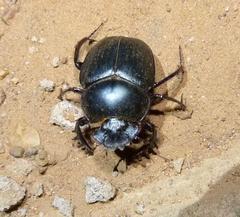 Scarabaeus zambesianus