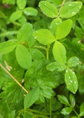 Trifolium wormskioldii
