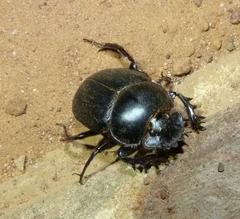 Scarabaeus zambesianus