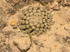 Mammillaria hernandezii