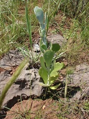Kalanchoe thyrsiflora