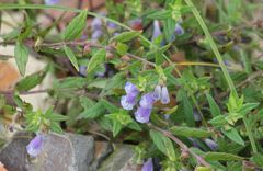 Scutellaria galericulata