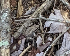 Lithobates sylvaticus image