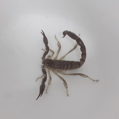 Timogenes elegans