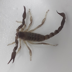 Timogenes elegans