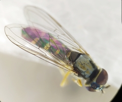 Platycheirus scutatus