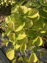 Hydrangea petiolaris