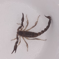 Timogenes elegans