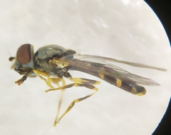 Platycheirus scutatus