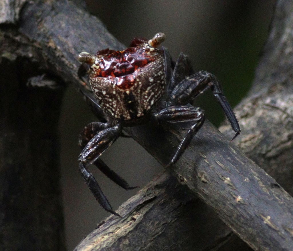 Aratus pacificus