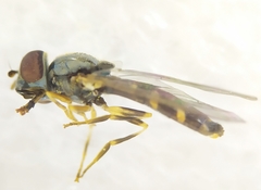 Platycheirus scutatus