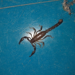 Timogenes elegans