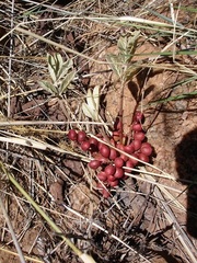 Lannea edulis edulis