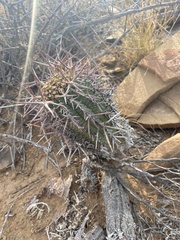 Euphorbia stellispina