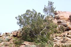 Ficus cordata cordata