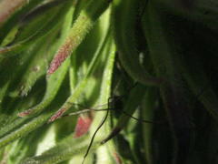 Lobostemon belliformis