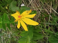 Hypericum richeri