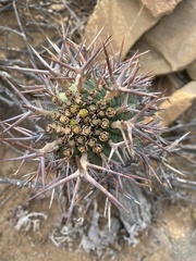 Euphorbia stellispina