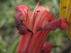 Lobostemon belliformis