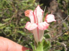 Lobostemon belliformis