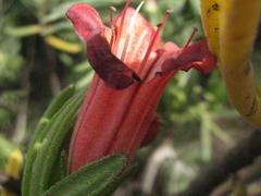 Lobostemon belliformis