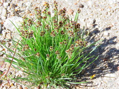 Plantago nivea