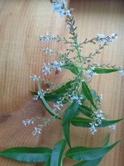 Aloysia citrodora