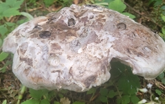 Catathelasma