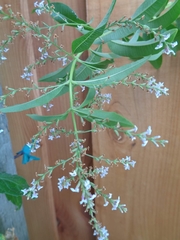Aloysia citrodora