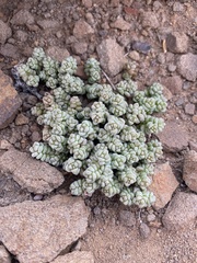 Crassula corallina