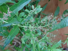 Aloysia citrodora