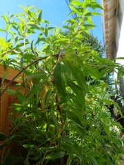 Aloysia citrodora