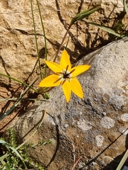 Pauridia linearis