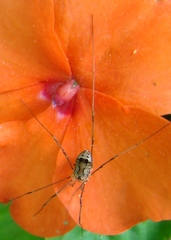 Leiobunum calcar