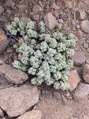 Crassula corallina