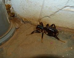 Parabuthus mossambicensis