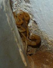 Parabuthus mossambicensis